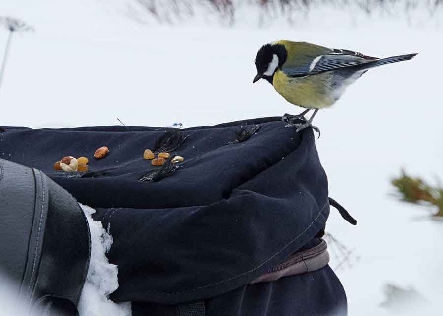 A bird joins us for a snack during a lunch break on our Russian snowmobile adventure.