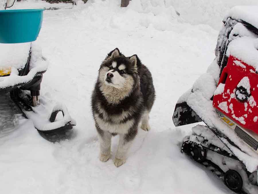 Siberian Husky watches snowmobilers in Russia