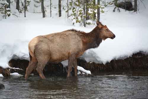 Elk at West Yellowstone