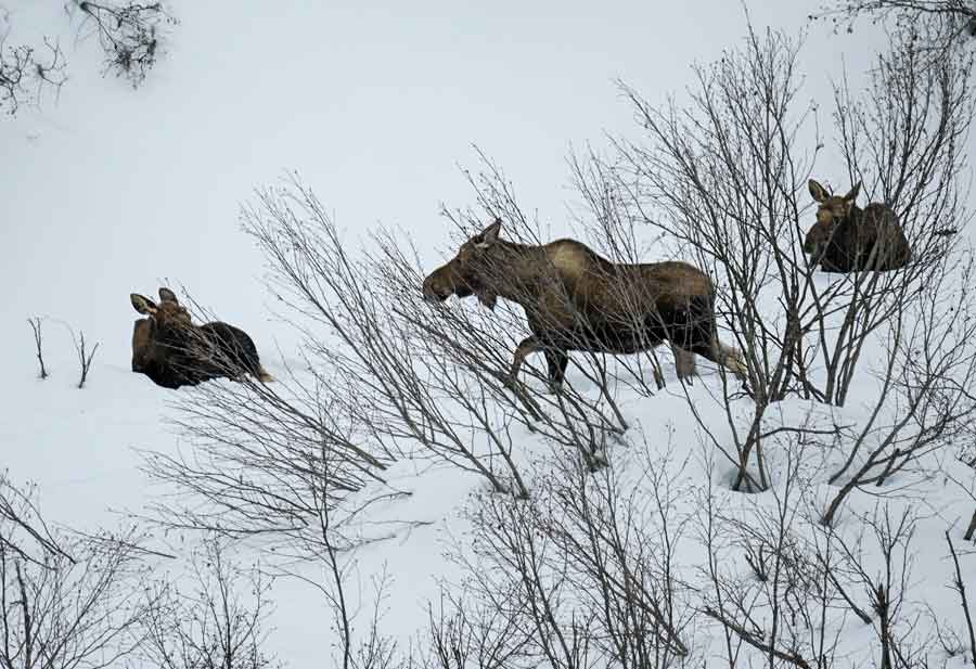 Herd of moose in the Denali mountain range at gold mine.